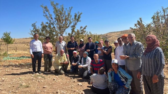 Keban Kaymakamı Atalık badem hasadına katıldı1