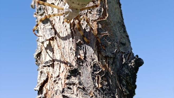 Malatya'da dünyanın en zehirli örümceklerinden biri görüldü