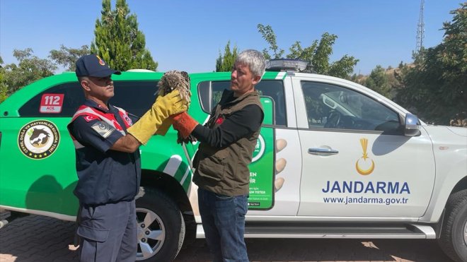 Malatya'da yaralı şahin bulundu