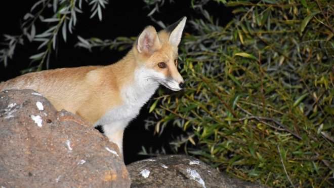 Aç kalan tilkinin kampçıların tuttuğu balıklarla beslenmesi görüntülendi