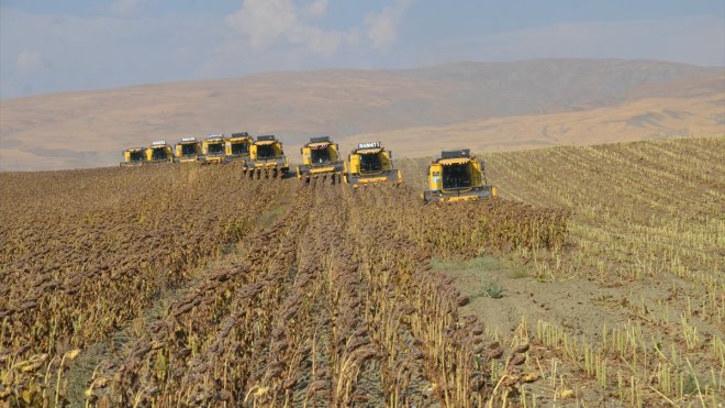 Muş Ovası'nda ayçiçeği hasadına başlandı
