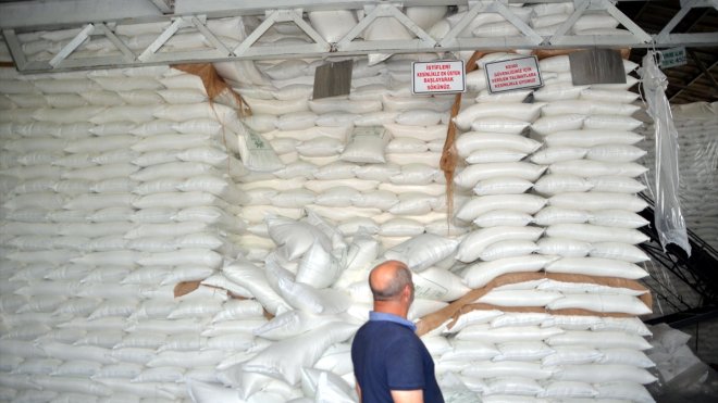 Muş'ta şeker pancarında yüksek rekolte bekleniyor