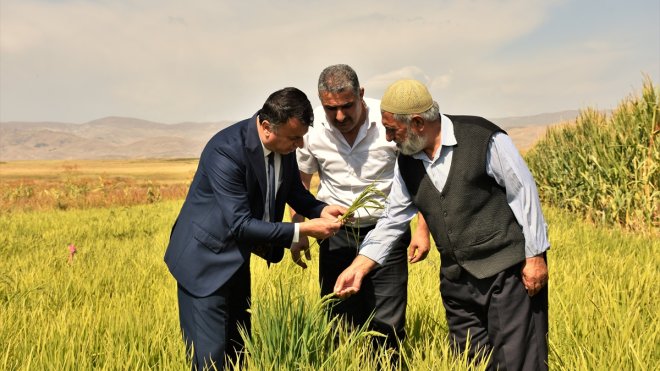 Muş'ta devlet desteğiyle 3 dekarlık alanda çeltik ekimi yapıldı