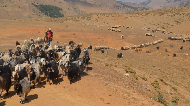 Muş'taki yaylalarda konaklayan göçerler dönüş için hazırlıklara başladı