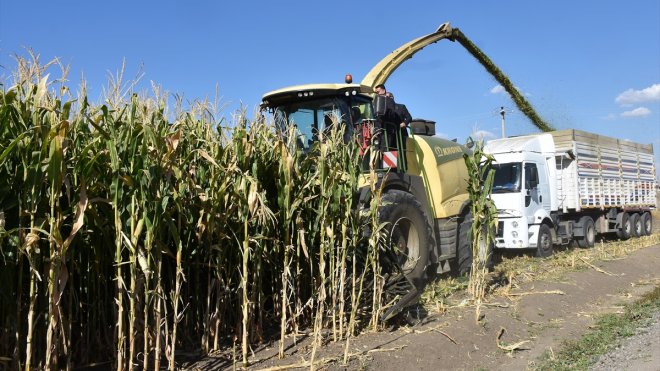 Muş'ta silajlık mısırın hasadına başlandı