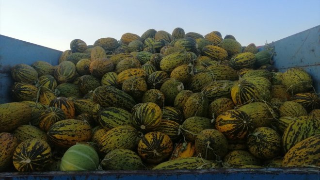 Narmikan kavunu tezgahlarda yerini aldı