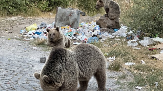 Nemrut Kalderası'nda uyarılara rağmen bozayıları görüntülemeye çalışan ziyaretçiler tehlike atlatıyor