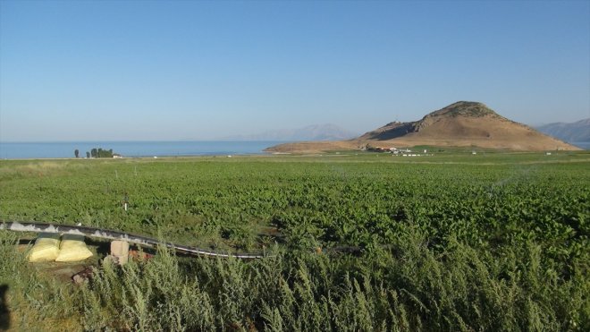 Tatvan'da 25 bin dönüm alana şeker pancarı ekimi yapıldı