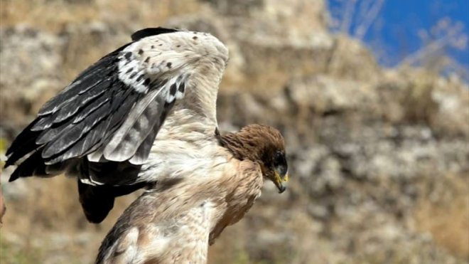 Tunceli'de yaralı bulunan kartal tedavisinin ardından doğaya bırakıldı