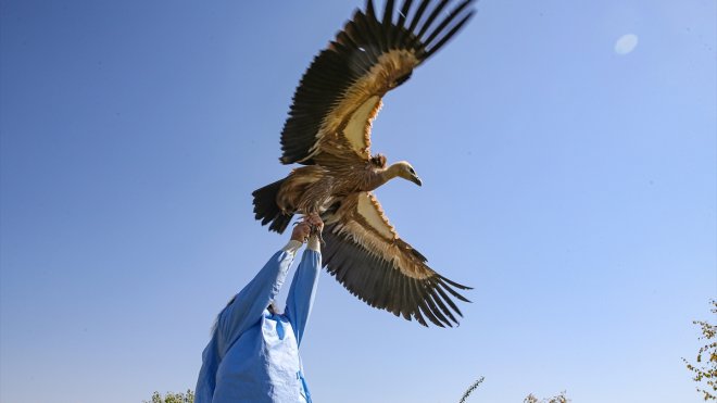 Van'da bitkin halde bulunan kızıl akbaba tedavi edilip doğaya salınacak