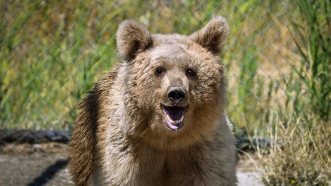 Bu yıl 200 yaban hayvanı Van'daki merkezde tedavi edildi