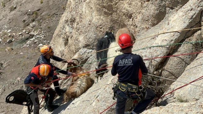 Van'da kayalıklarda mahsur kalan keçileri AFAD ekipleri kurtardı