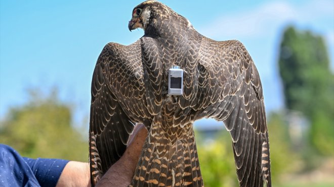 İsrail'den göç yolculuğuna başlayan gökdoğan kuşu, Van'da tedavi edildi