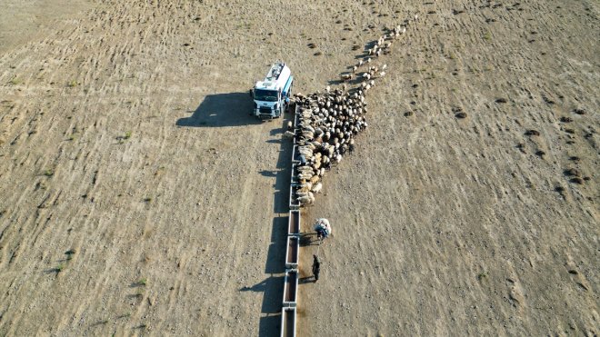 VAN - Yayla dönüşü susuzluktan bitkin düşen koyunlara tankerlerle su taşındı1
