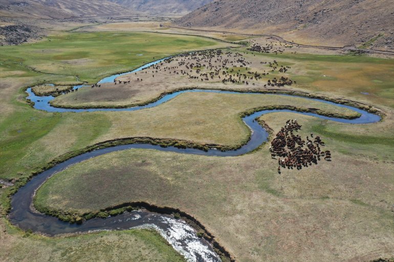 Yaylada sürüleri için 6 ay geçiren çobanlar dönüş hazırlığına başladı1