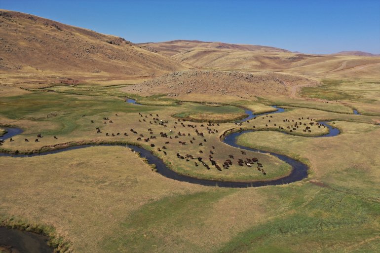 Yaylada sürüleri için 6 ay geçiren çobanlar dönüş hazırlığına başladı2