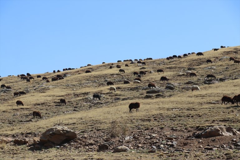 Yaylada sürüleri için 6 ay geçiren çobanlar dönüş hazırlığına başladı14