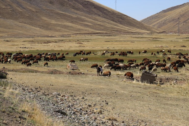 Yaylada sürüleri için 6 ay geçiren çobanlar dönüş hazırlığına başladı15
