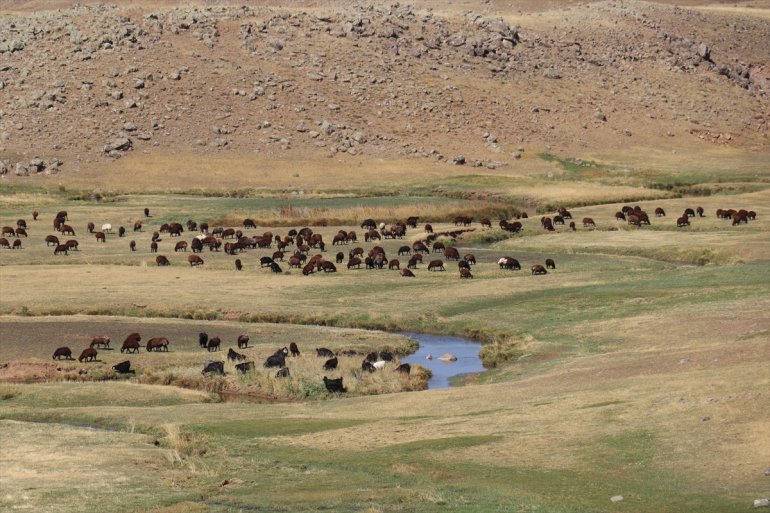 Yaylada sürüleri için 6 ay geçiren çobanlar dönüş hazırlığına başladı16