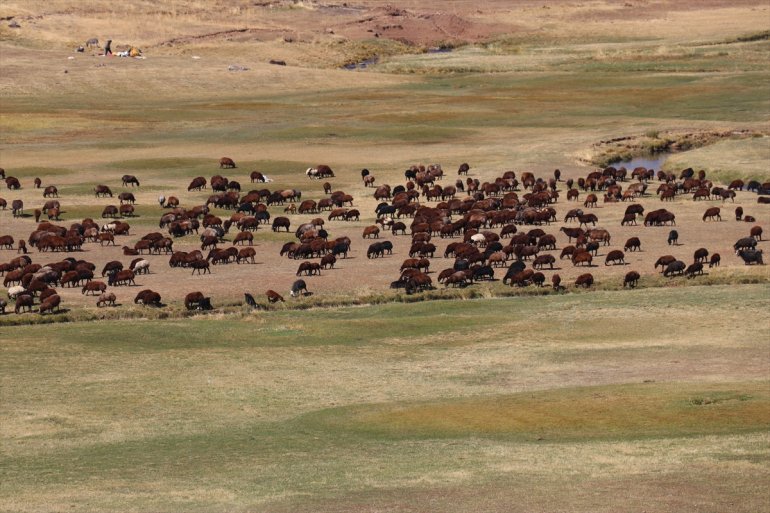Yaylada sürüleri için 6 ay geçiren çobanlar dönüş hazırlığına başladı17