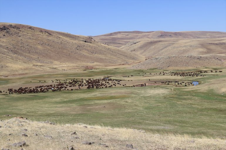 Yaylada sürüleri için 6 ay geçiren çobanlar dönüş hazırlığına başladı18