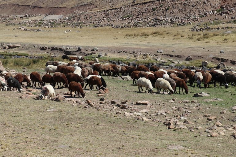 Yaylada sürüleri için 6 ay geçiren çobanlar dönüş hazırlığına başladı19