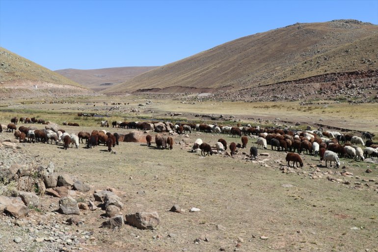 Yaylada sürüleri için 6 ay geçiren çobanlar dönüş hazırlığına başladı20