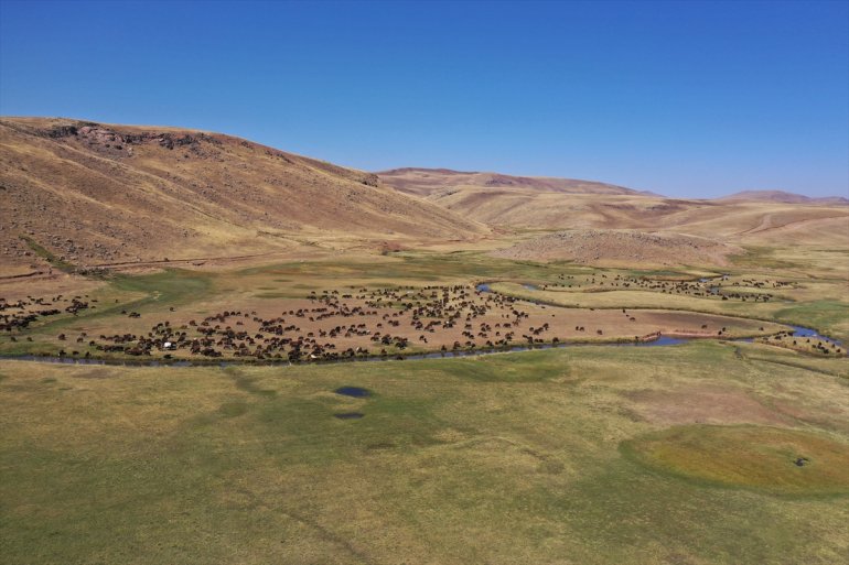 Yaylada sürüleri için 6 ay geçiren çobanlar dönüş hazırlığına başladı3