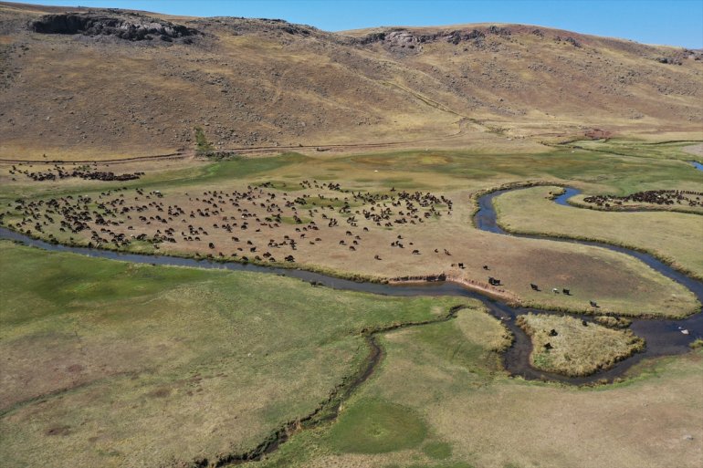 Yaylada sürüleri için 6 ay geçiren çobanlar dönüş hazırlığına başladı6