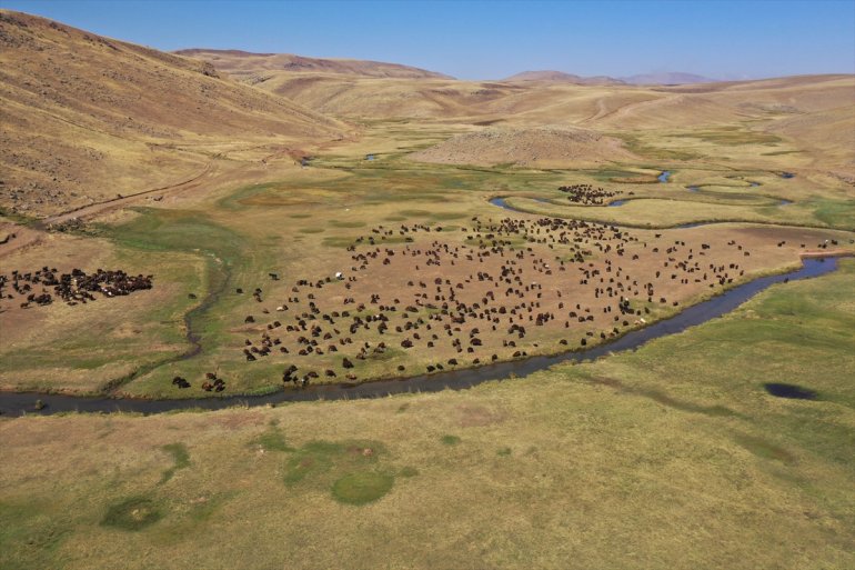 Yaylada sürüleri için 6 ay geçiren çobanlar dönüş hazırlığına başladı7