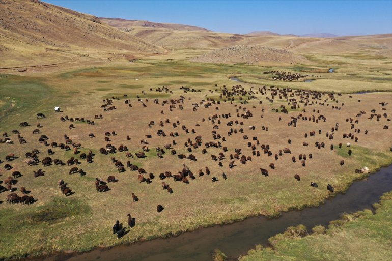 Yaylada sürüleri için 6 ay geçiren çobanlar dönüş hazırlığına başladı8