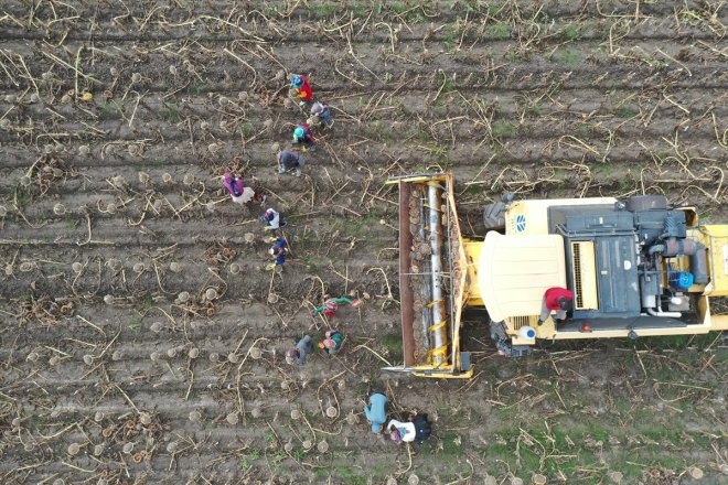işçileri - mevsimlik ayçiçeği Depremzede tarım AĞRI hasadında 2