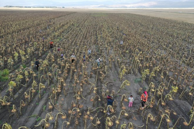 işçileri hasadında Depremzede mevsimlik ayçiçeği - tarım AĞRI 3