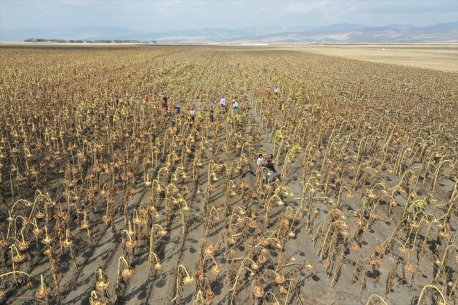 mevsimlik Depremzede tarım AĞRI - işçileri hasadında ayçiçeği 5