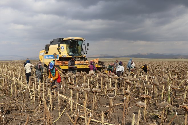 ayçiçeği - Depremzede hasadında tarım işçileri mevsimlik AĞRI 6