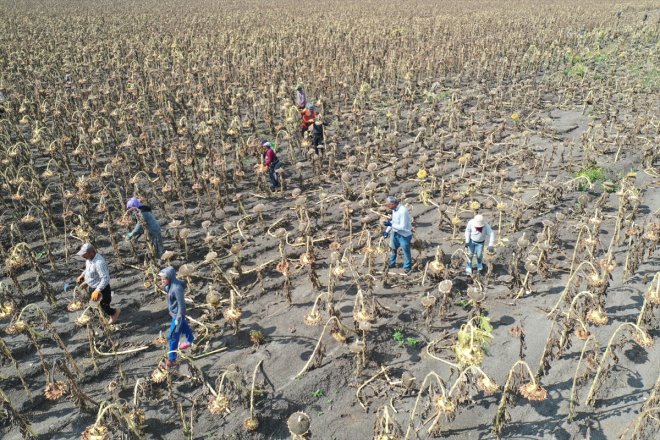 mevsimlik tarım ayçiçeği - işçileri hasadında Depremzede AĞRI 7