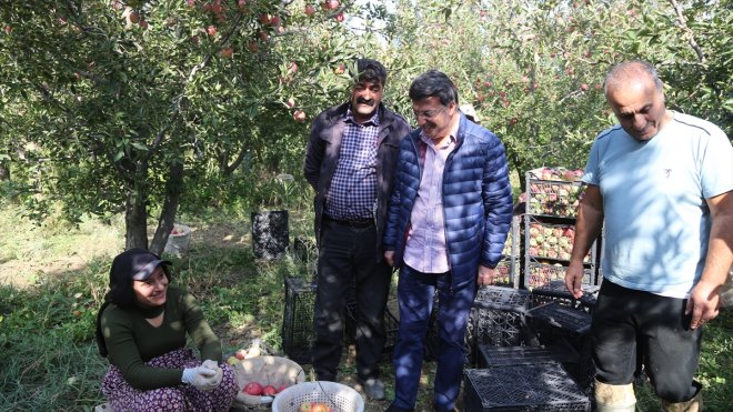 AK Parti Van Milletvekili Türkmenoğlu elma bahçesindeki hasada katıldı1
