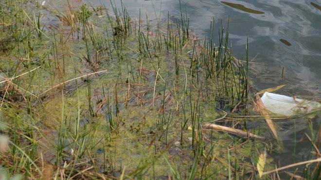 Bingöl'de Balpınar Gölü'ne bırakılan balıkların kirliliğe neden olduğu iddiası