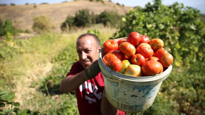 Bingöl'ün tescilli guldar domatesinin üretimi devlet desteğiyle artacak