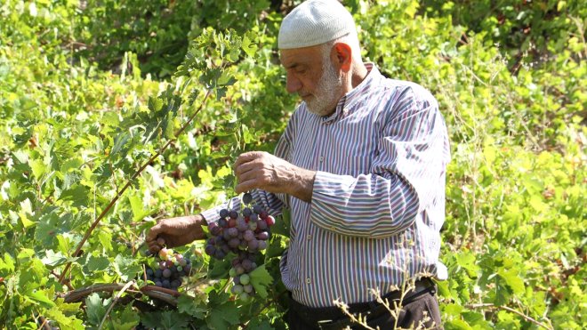 Bitlis'te geleneksel yöntemlerle pekmez üretimine başlandı