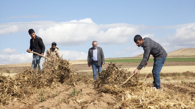 Bitlis'te yağışlar 10 bin dekar alandaki kuru fasulye hasadını aksattı