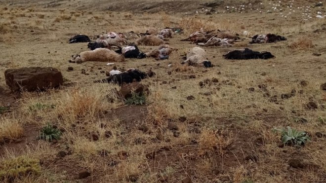 Bitlis'te yıldırımın isabet ettiği sürüdeki 25 küçükbaş hayvan telef oldu