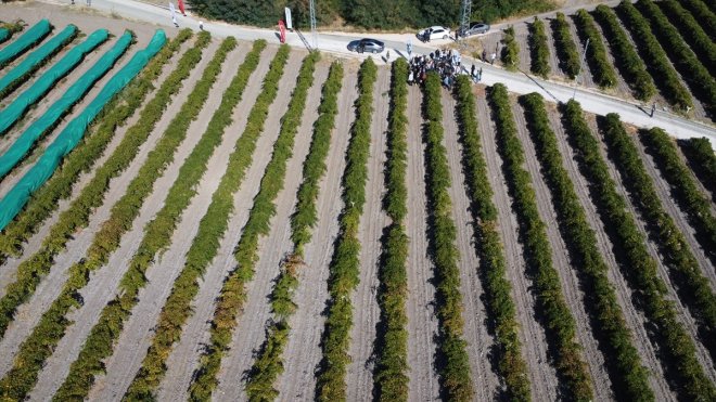 Elazığ'da "17. Geleneksel Üzüm Festivali ve Bağ Bozumu" etkinliği yapıldı