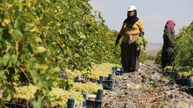 Elazığ'da 110 bin dekar alanda yetiştirilen üzüm birçok şehre gönderiliyor