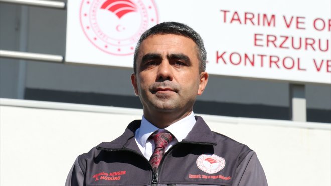 Erzurum'daki denetim istasyonunda 15 bin 300 hayvan kontrol edildi