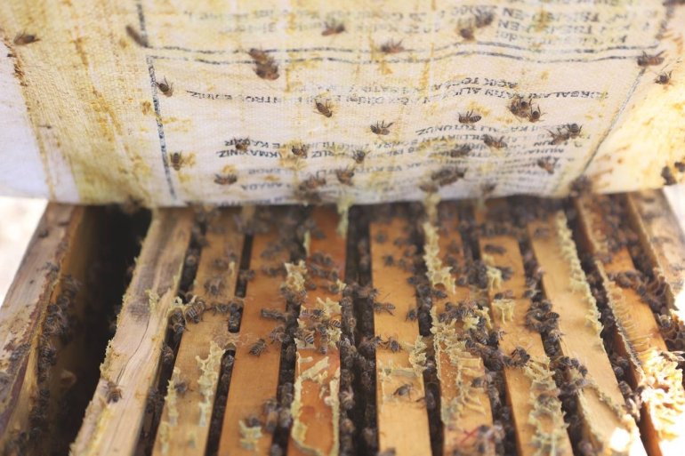 Kanser hastası oğlunu bal ile tedavi eden baba, arıcılığı meslek edindi4