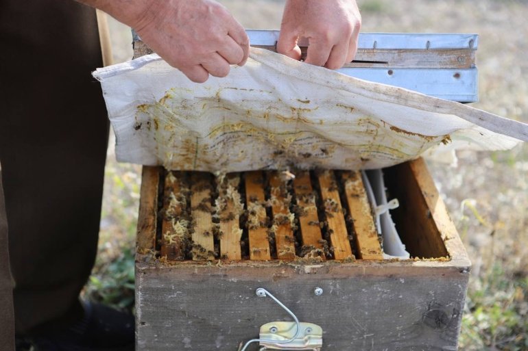 Kanser hastası oğlunu bal ile tedavi eden baba, arıcılığı meslek edindi6