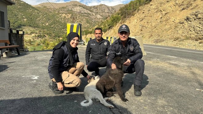 Kaymakam ve eşinin yol kenarında bitkin halde bulduğu köpek yavruları sahiplendirildi