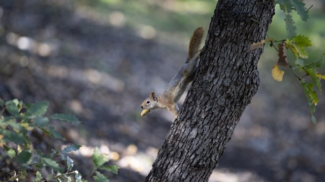 Kış hazırlığındaki sincaplar Munzur Vadisi