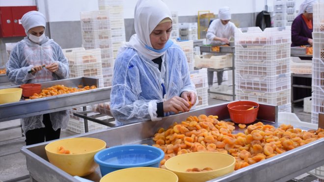 Malatya'da kuru kayısının işlenme süreci basına tanıtıldı